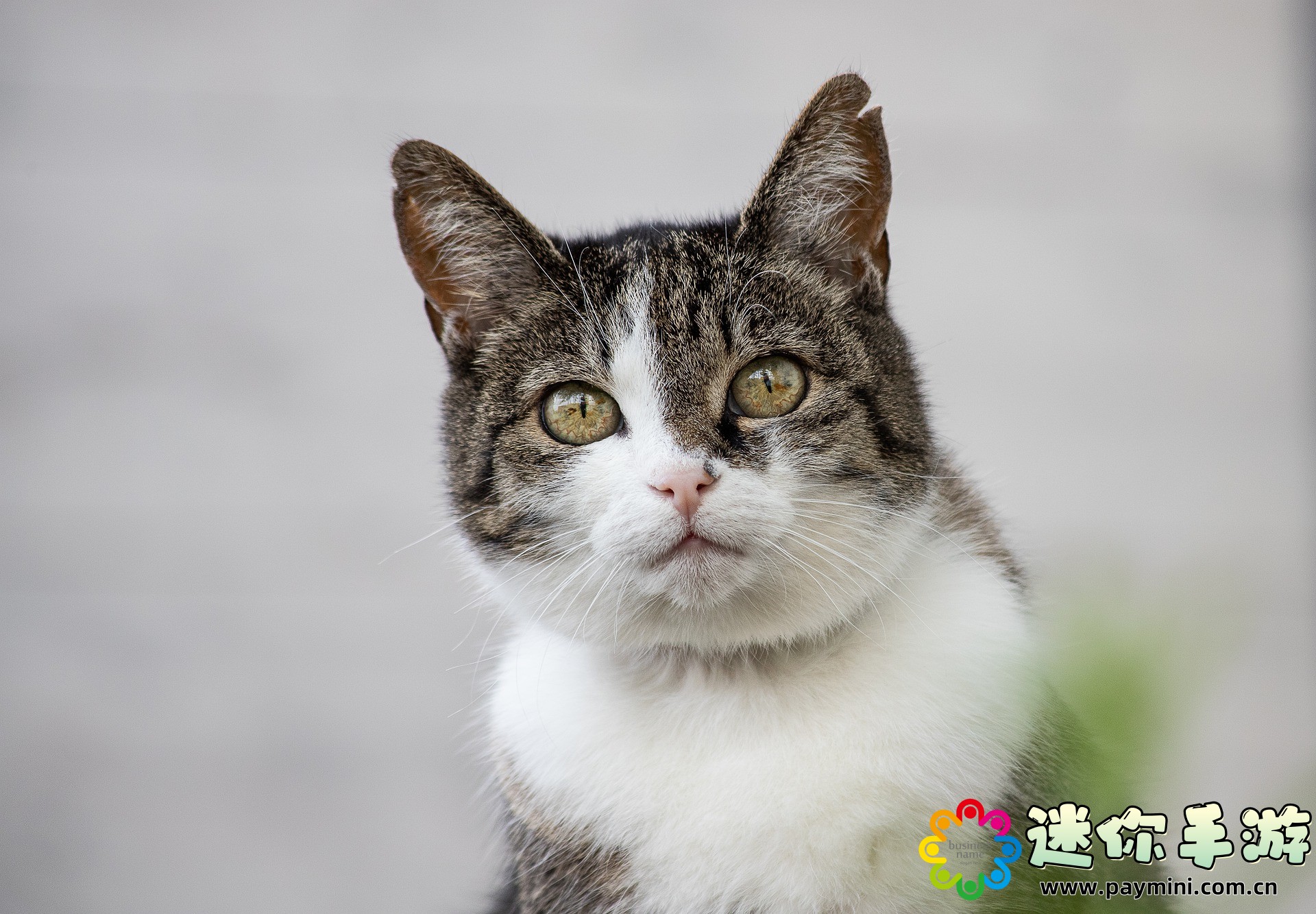 成全电影大全免费观看:如何在网上免费观看《成全》电影完整版?