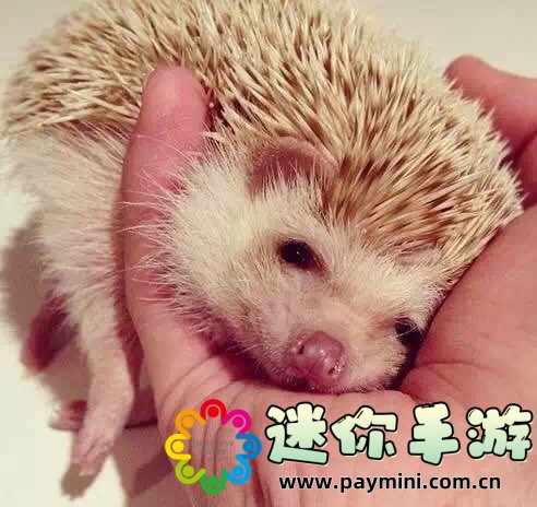 狂三外传：狂三外传中的隐藏剧情与未解之谜，你发现了吗？